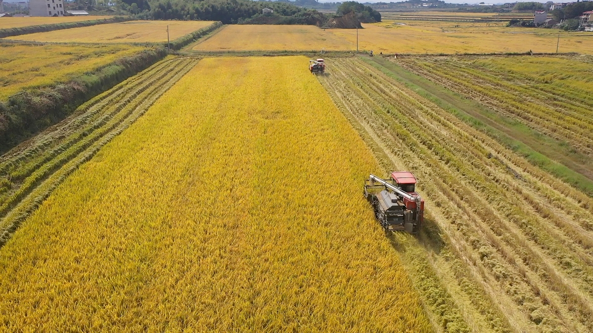 香溪鎮上李村繪就“顆粒歸倉”豐收圖